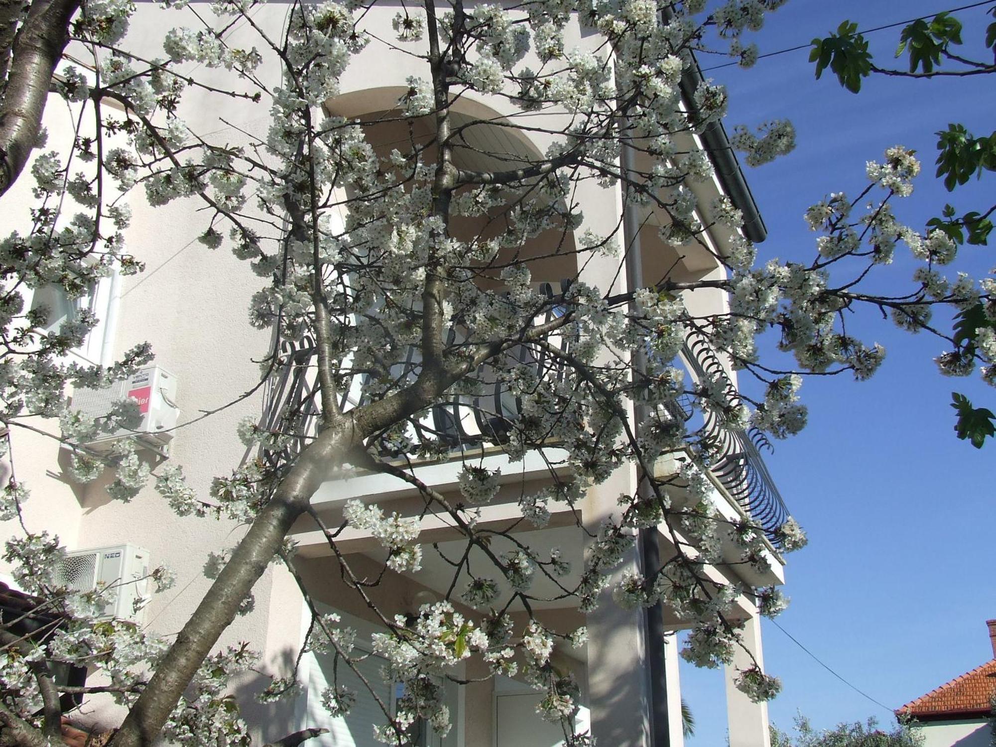 Villa Dalmatia Zadar Værelse billede